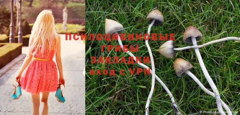 дарнет шоп  Ялуторовск  Галлюциногенные грибы Psilocybe 