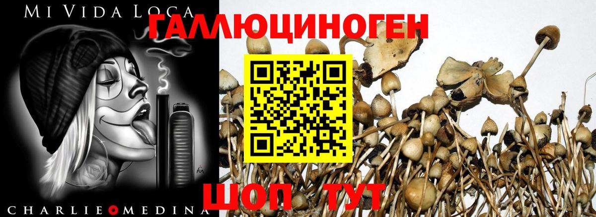 Ялуторовск  Псилоцибиновые грибы мухоморы  Вход с VPN 